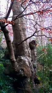 Photo of POW tree