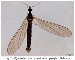 Photo of wetland cranefly 