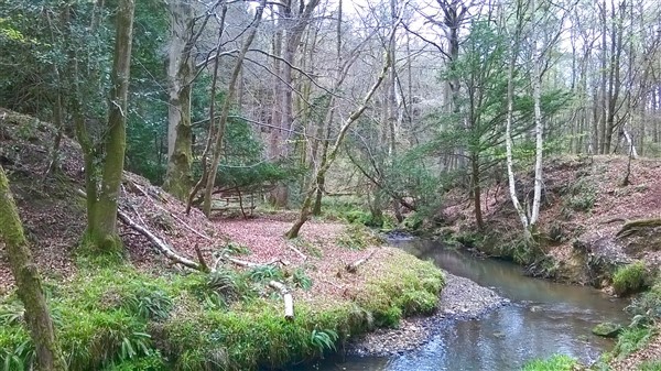 The beautiful Dallington Forest